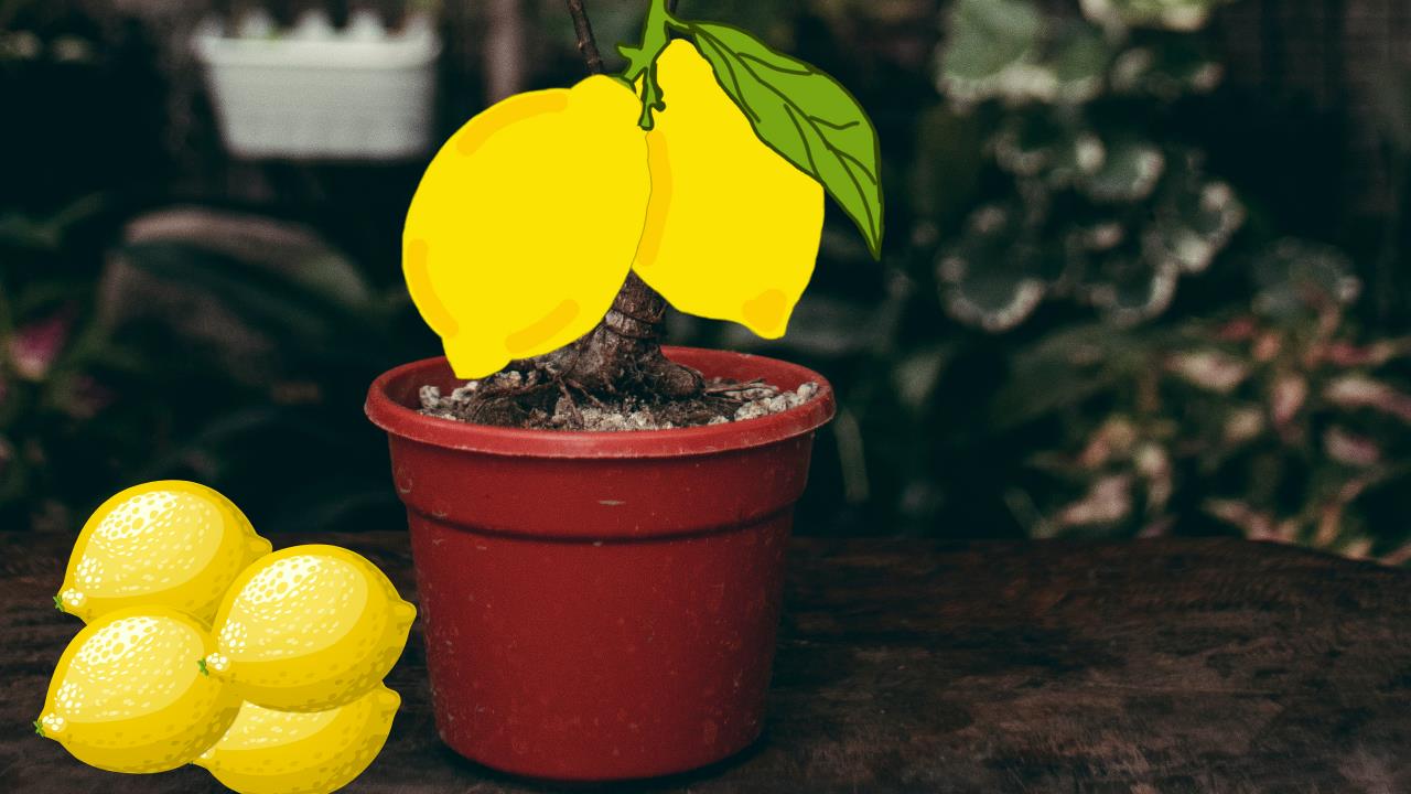 Limonero en maceta: el secreto de expertos en jardinería para cosechar limones deliciosos